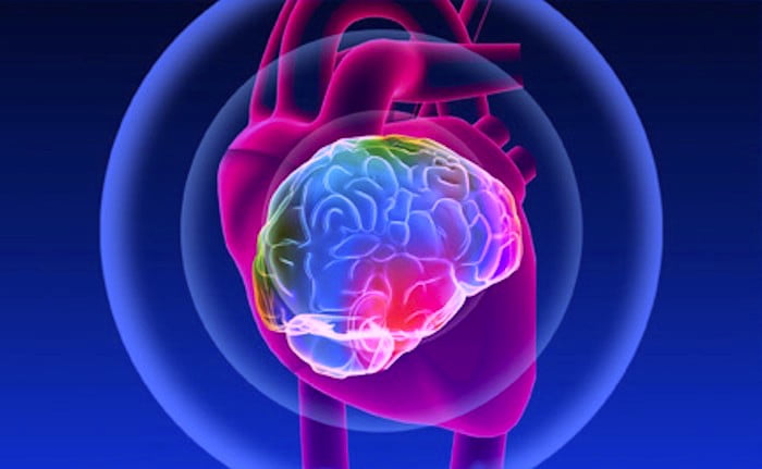 Image result for corazon y cerebro