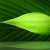 NHNEC