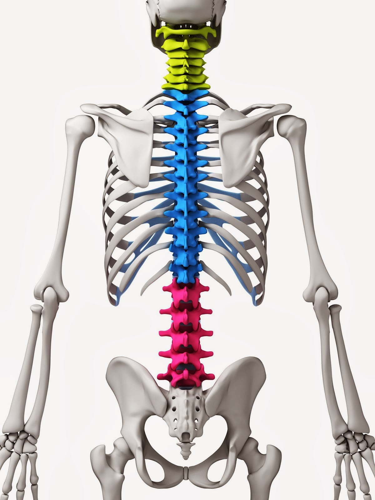 Поясничный скелет. Скелет позвонков. Скелет позвоночника человека. Анатомия скелет позвоночника. Поясница скелет.