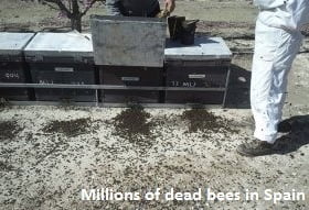 Dead Bees in Spain