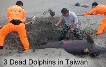 Dead Dolphins in Taiwan
