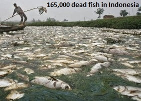 Dead Fish in Bantul
