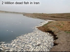 Dead fish in Iran