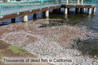 Dead fish in California