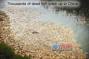 Dead Fish in Xiamen