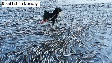 Frozen Fish in Norway