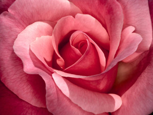 rose-picture