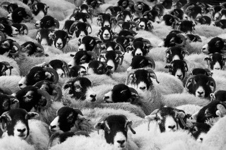 Sheeple-Public-Domain-460x306