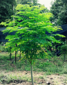 moringa tree