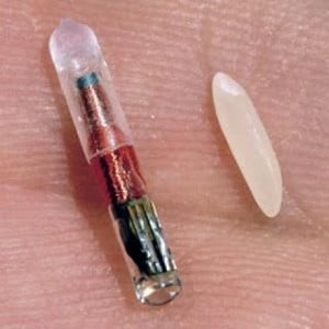 Small RFID  Chip compared to grain of rice. Image uploaded in 2009.