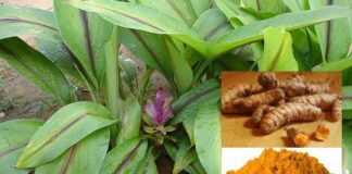 Science Confirms Turmeric As Effective As 14 Drugs