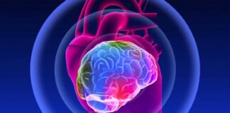 The Intelligence of the Heart: Is the Heart Another “Brain”?