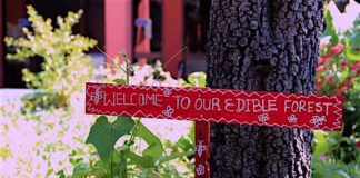 Urban Edible Forests: The Future of Food is Here!