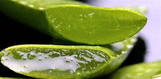 What Aloe Vera Does In Your Body: Why Egyptians Called It The Plant Of Immortality