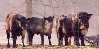 Genetically Engineered Animals exhibit Chronic Illnesses, Reproductive Issues and Deformities, 15-year Study Shows