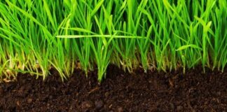 The Solution Under Our Feet: How Regenerative Organic Agriculture Can Save the Planet