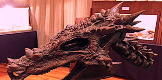 DRACOREX HOGWARTSIA: Intact Dragon Skull Unearthed in North America
