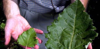 Why Genetically Engineered Trees Harm The Planet and How We Can Stop Them