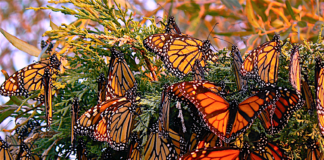 USDA Whistleblower Launches Regenerative Ag Farm to Train Next Generation of Farmers