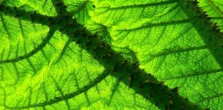 Scientists Witness Eye-Opening Effects of ‘QI Energy’ on Plant DNA and Cellular Growth