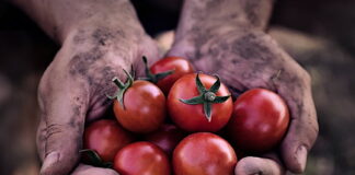 Organic Agriculture is The Key to Solving World Hunger