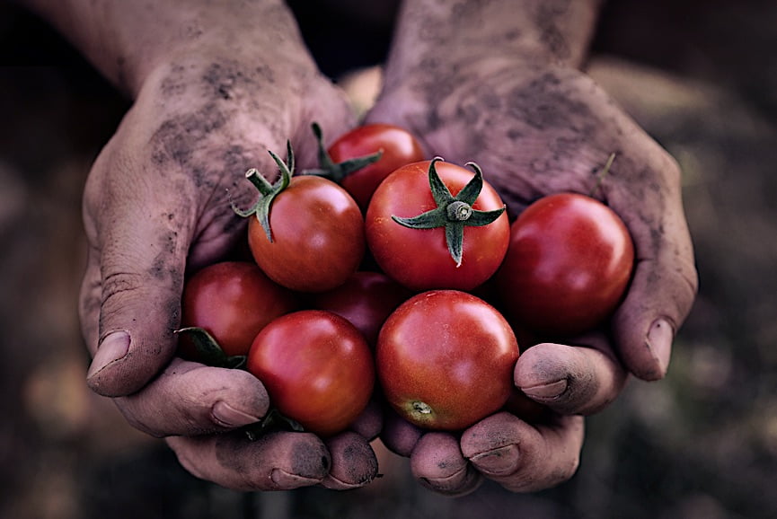 tomatoes