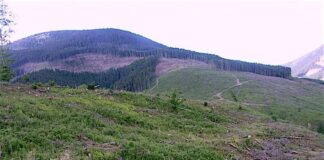 The EU and the Deforestation of Ukraine