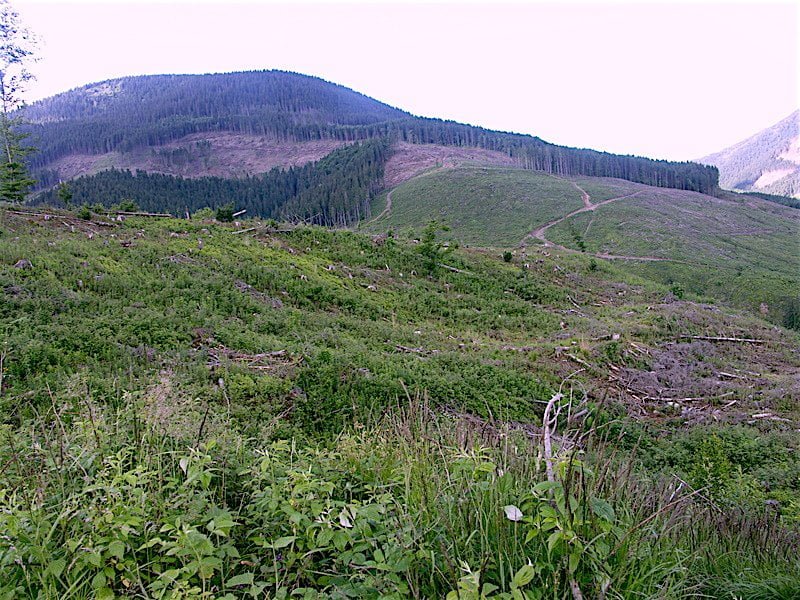 deforestation-ukraine-2