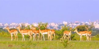 Micro-Sanctuaries Key To Survival Of Wildlife In Human Dominated Landscapes