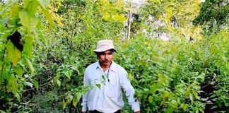 Jadav Molai Payeng | Forest Man