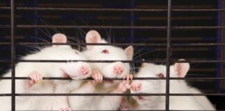 WikiLeaks emails mention aspartame, acknowledging it puts holes in mice brains