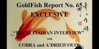 GoldFish Report No. 65 “The Pleiadian Interview” with COBRA and A’drieuious