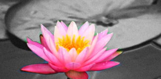 On The Path of Ascension, The Lotus Grows in the Mud