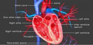 regenerate cardiac tissue