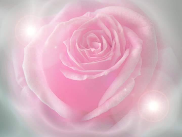 Pretty Pink Rose Graphic