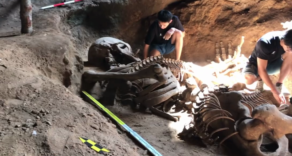 Un descubrimiento único de un esqueleto gigante en Tailandia: gigante posiblemente asesinado...