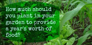 Complete List Of How Many Plants Needed To Grow A Year’s Supply Of Food