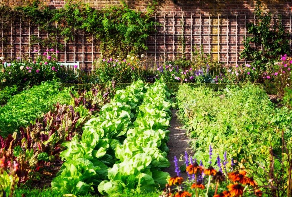 Rows of vegetables in garden