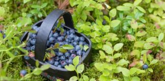 Part 2: Four Magical and Conscious Foods Wild blueberries - extraordinarily healthy