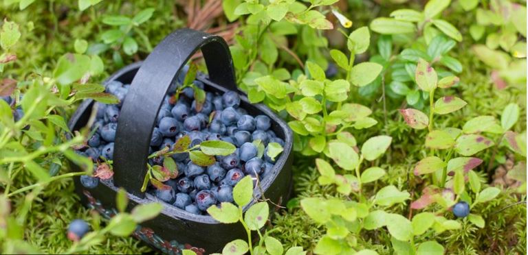 Wild blueberries - extraordinarily healthy