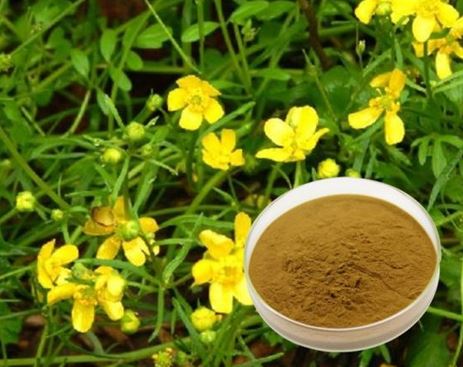 cat's claw: yellow flowers on a green plant