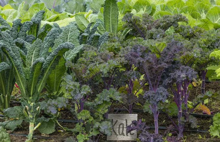 garden of kale