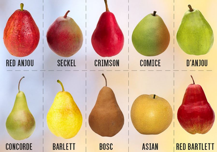 Many pears of different colors