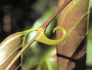 the curvy thorn on cat's claw bark