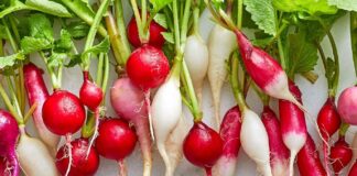 Part 4: The Magical and Conscious Radish