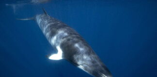 Harpoons Down: Iceland Stops Whale Hunting Second Year In A Row