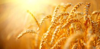 Some gluten-free foods contain high levels of heavy metals, reveals study: How can you avoid these toxins?