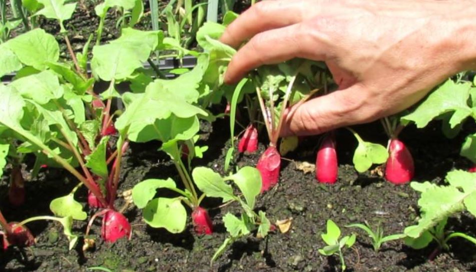 magical and conscious radish