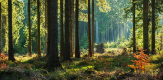 Prepare for Change’s Nature Restoration Group’s New Website