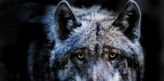 REMINDER – “Return of the Top Predator” class Saturday, May 8th